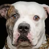 American Bulldog | © picture alliance / PantherMedia | Svetlana Mandrikova Groussbritannie verbitt Bulldoggen American Bully XL | © picture alliance / PantherMedia | Svetlana Mandrikova