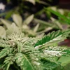 Cannabiskonsum zënter Akraafttriede vum Gesetz net weider geklommen