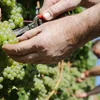 Mouvement Écologique a PAN Europe warne virun héijer TFA Belaaschtung am Wäin
