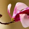 Orchidee