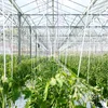 Ubau vu genmanipuléierte Planzen an der EU: Vereenegung Biolandwirtschaft Lëtzebuerg appelléiert un d'Ministesch | © Erwan Hesry / Unsplash