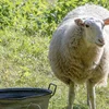 Schof als natierlech Alternativ zu Maschinnen an Herbizid | © picture alliance / imageBROKER | Ulrich Rosenschild