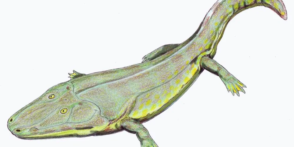 Cyclotosaurus (Ofbildung) | © Musée national d'histoire naturelle – ‘natur musée’ Cyclotosaurus (Ofbildung) | © Musée national d'histoire naturelle – ‘natur musée’