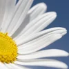 Margréitchen | © Bigstock / FrankU