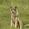 Naturverwaltung confirméiert: Et war e Wollef  | © Bigstock / Alex Gleitz