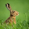 De Mouvement écologique rifft zur Huesenzielung op | © Bigstock