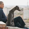 Filmkritik: "Black Dog"