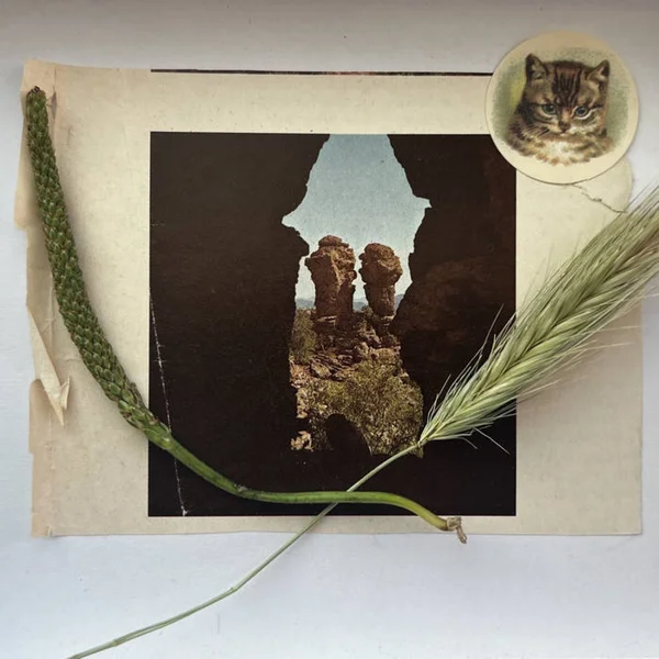 For A Chisos Bluebonnet