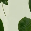 E-Lodie