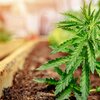 Cannabis doheem uplanzen